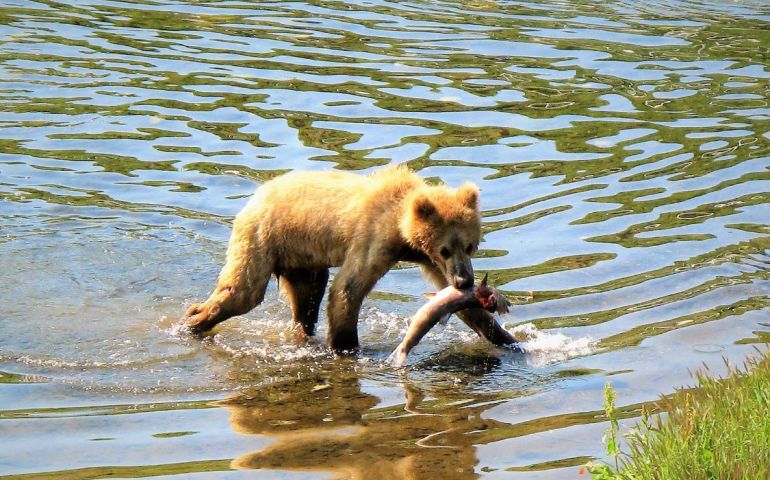 bear cub lunch time  (2).JPG
