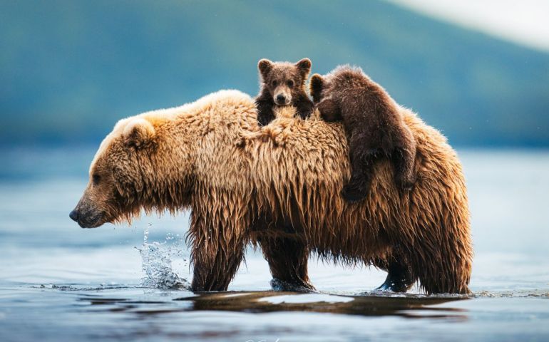 Velcro Cubs (Green Mountain).jpg