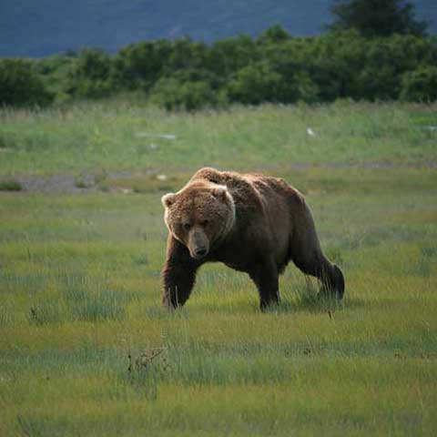 Bear Tours